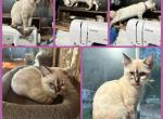 Purple girl - Bengal Kitten For Sale - Hagerstown&comma; MD&comma; US
