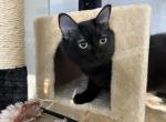 GODIVA RAGDOLL KITTEN - Ragdoll Kitten For Sale - Warren&comma; OH&comma; US