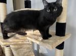 GODIVA RAGDOLL KITTEN - Ragdoll Kitten For Sale - Warren&comma; OH&comma; US