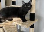 GODIVA RAGDOLL KITTEN - Ragdoll Kitten For Sale - Warren&comma; OH&comma; US