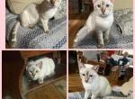 Pink girl - Bengal Kitten For Sale - Hagerstown&comma; MD&comma; US