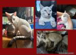 Red Boy - Bengal Kitten For Sale - 