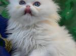 Beautiful fluffy dollface all white male - Persian Kitten For Sale - CA&comma; US