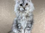Julia - Maine Coon Kitten For Sale - Miami&comma; FL&comma; US