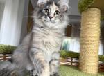 Freya - Maine Coon Kitten For Sale - Miami&comma; FL&comma; US