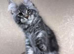Finn - Maine Coon Kitten For Sale - Miami&comma; FL&comma; US
