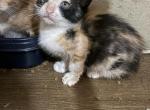 Precious litter - Manx Kitten For Sale - Cushing&comma; TX&comma; US