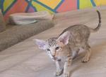 Jagali - Oriental Kitten For Sale - Mount Holly&comma; NC&comma; US