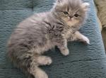 HoneyBear - Persian Kitten For Sale - NJ&comma; US