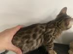 TICA brown male - Bengal Kitten For Sale - Jersey City&comma; NJ&comma; US