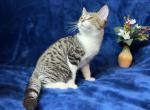 Persian Mix Kitten Male - Domestic Kitten For Sale - 