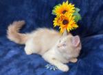 Female Persian Kitten - Persian Kitten For Sale - Rialto&comma; CA&comma; US