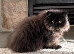 Black boy - Persian Kitten For Sale - Clay&comma; PA&comma; US
