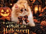 Red and white bicolor - Persian Kitten For Sale - Clay&comma; PA&comma; US