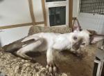 Viewpoint Siamese - Siamese Kitten For Sale - Brookfield&comma; MO&comma; US