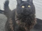 Black female Maine Coon - Maine Coon Kitten For Sale - FL&comma; US