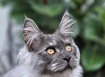 Maine Coon Boy - Maine Coon Kitten For Sale - FL&comma; US