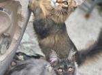 Maine Coon girls boy - Maine Coon Kitten For Sale - FL&comma; US