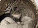 British long hair Ragdoll mix - British Shorthair Kitten For Sale - FL&comma; US