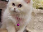 Persian kitten - Persian Kitten For Sale - Dearborn Heights&comma; MI&comma; US