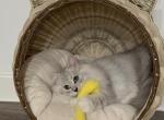 Icik - British Shorthair Kitten For Sale - FL&comma; US