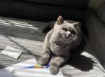 London - British Shorthair Cat For Sale - Columbia&comma; SC&comma; US
