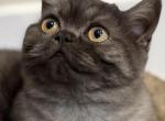 Whiskers Kittens - British Shorthair Kitten For Sale - Bellingham&comma; WA&comma; US
