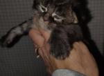 Ready in November Litter - Maine Coon Kitten For Sale - Dayton&comma; OH&comma; US