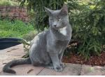 Cute gray cat - Chartreux Kitten For Sale - West Springfield&comma; MA&comma; US