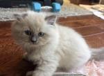 siberian - Siberian Kitten For Sale - Maryville&comma; TN&comma; US