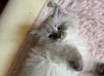 Nevsky Perl - Siberian Kitten For Sale - 