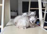 Only 2 left - Siamese Kitten For Sale - MA&comma; US