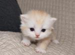 Minuet kittens - Munchkin Kitten For Sale - Grafton&comma; VA&comma; US