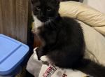 Black white - Maine Coon Kitten For Sale - Elkland&comma; MO&comma; US