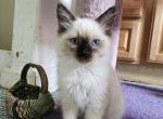 Emile & Iris - Balinese Kitten For Sale - Claremont&comma; CA&comma; US