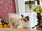Baby - Ragdoll Cat For Sale - P J S&comma; NY&comma; US