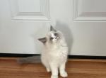 Sweetest Ragdoll Girl - Ragdoll Kitten For Sale - American Canyon&comma; CA&comma; US