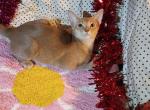 Tickle Me Fawn - Abyssinian Kitten For Sale - Plymouth&comma; WI&comma; US