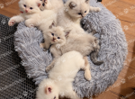 Lovely Litter of Seven Little Angels - Ragdoll Kitten For Sale - Madison&comma; TN&comma; US