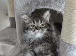 MichaelJackson - Persian Kitten For Sale - NJ&comma; US