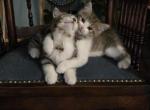 The three musketeers - Scottish Fold Kitten For Sale - 
