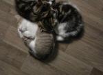 Kitten puddle - Manx Kitten For Sale - 