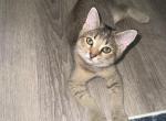 Moris - Scottish Straight Kitten For Adoption - Davenport&comma; FL&comma; US