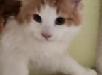 Red David beautiful pure breed Siberian ⁷ - Siberian Kitten For Sale - New York&comma; NY&comma; US