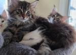 Maine coon kittens - Maine Coon Kitten For Sale - Easton&comma; PA&comma; US