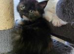 Female main coon kittens - Maine Coon Kitten For Sale - Easton&comma; PA&comma; US