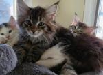 Large male maine coon kittens - Maine Coon Kitten For Sale - Easton&comma; PA&comma; US