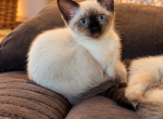 Spicy - Siamese Kitten For Sale - Reston&comma; VA&comma; US