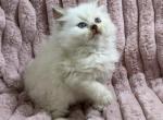 Cinnamon Male Ragdolls - Ragdoll Kitten For Sale - 