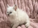Cinnamon Male Ragdolls - Ragdoll Kitten For Sale - PA&comma; US